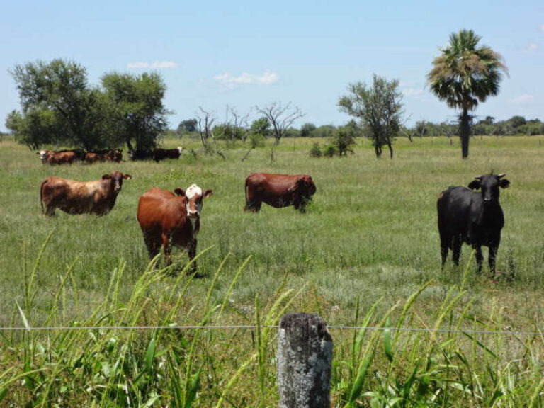 campo