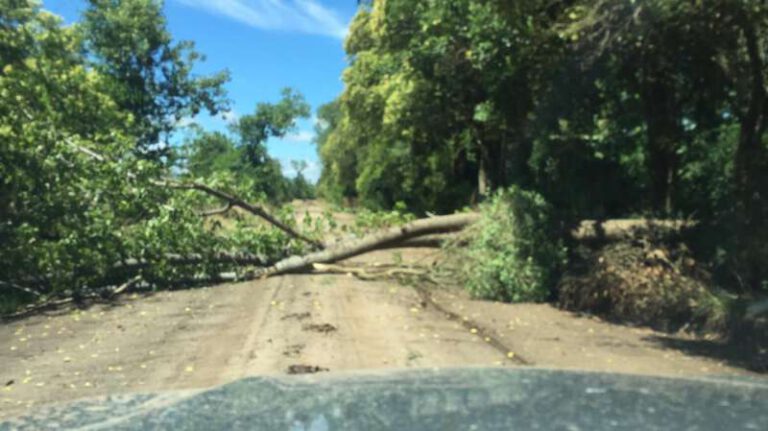 caida arbol