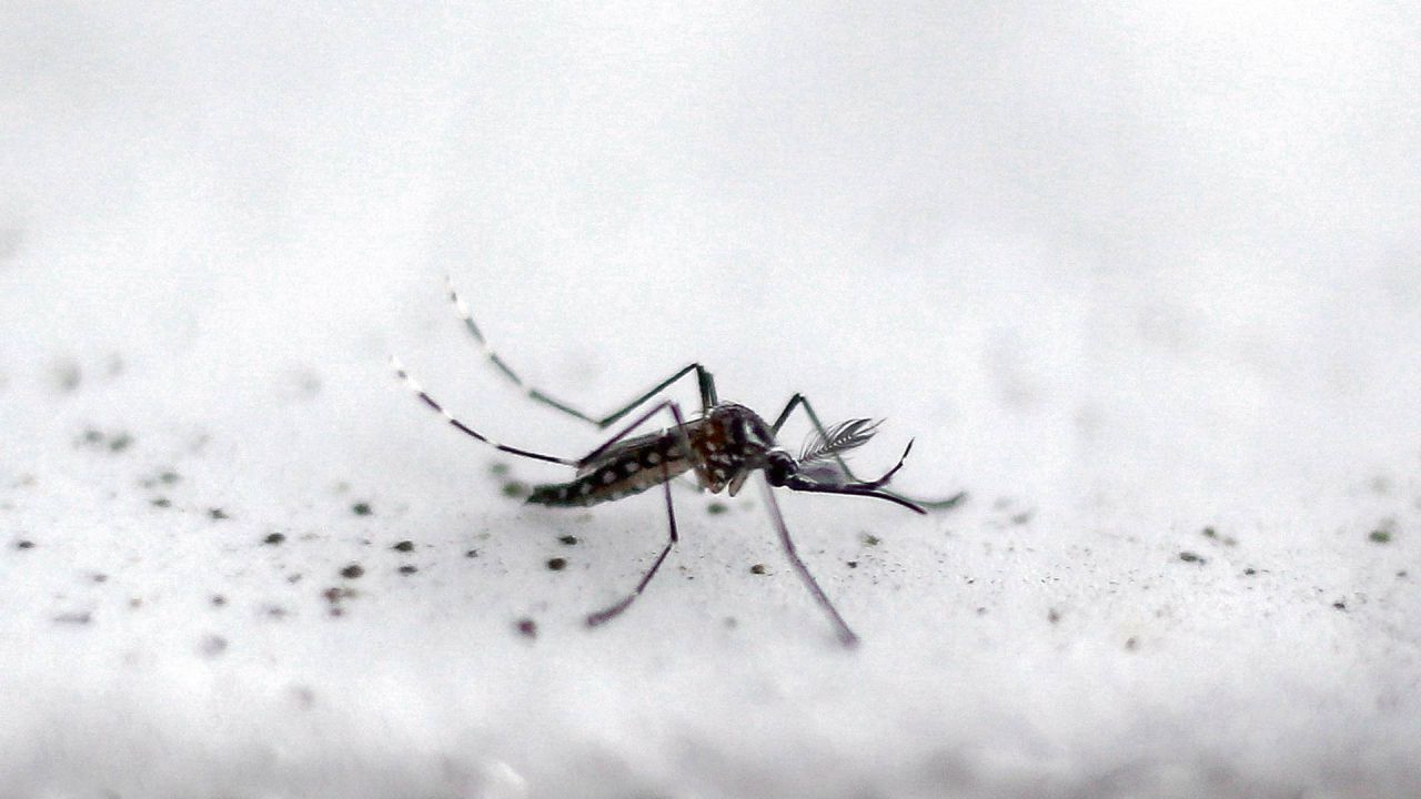dengue