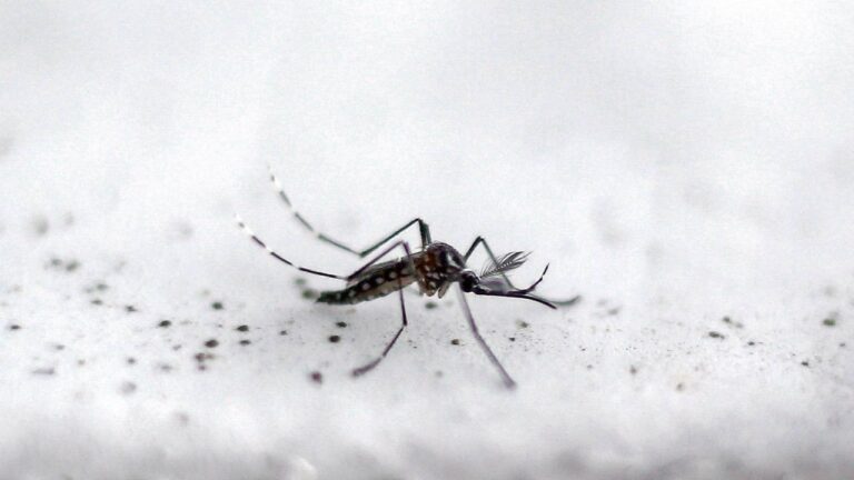 dengue