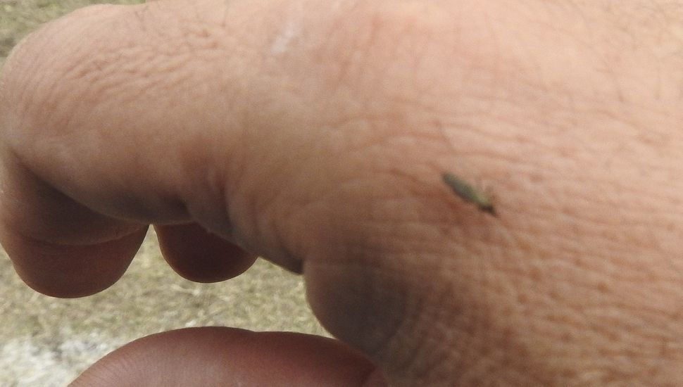 mosquitos