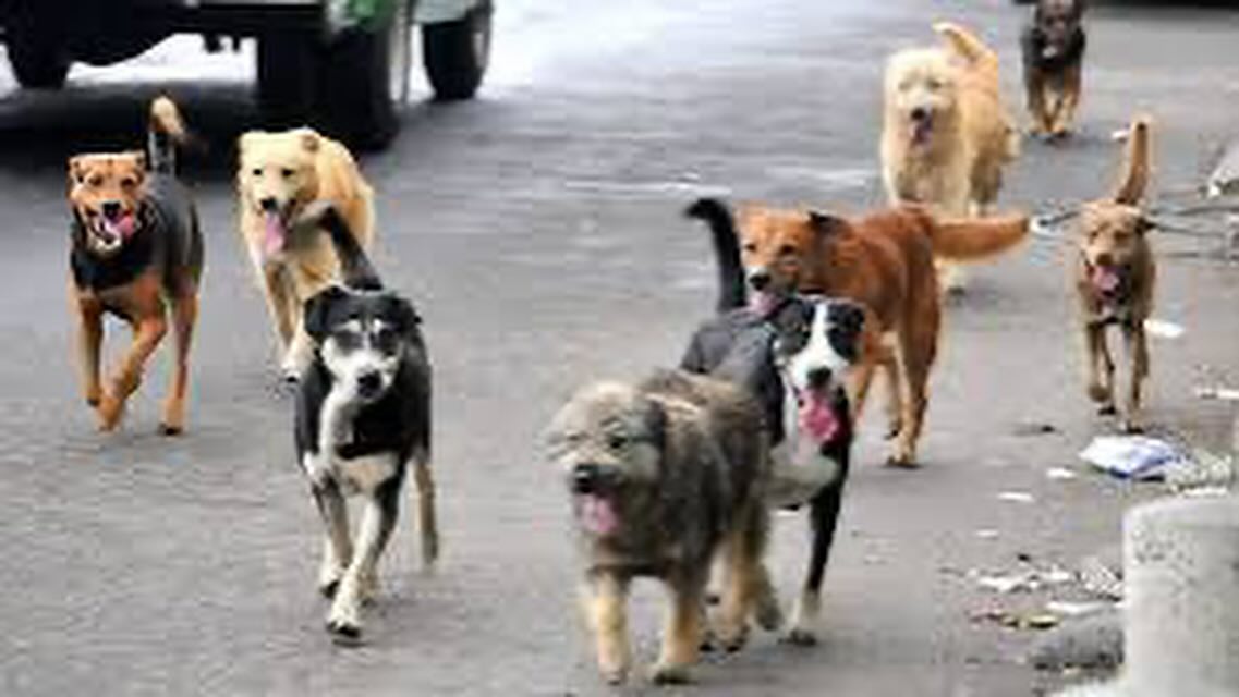 perros