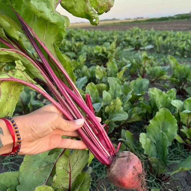 huerta