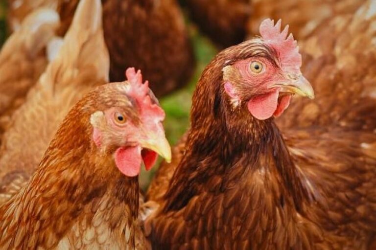 20230302234708_gallinas